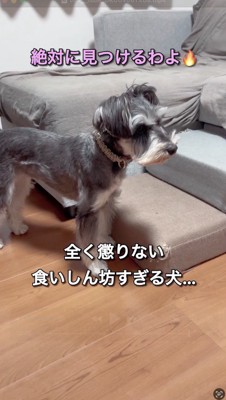 部屋の中を見まわす犬