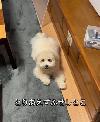 ふせするてんてん君