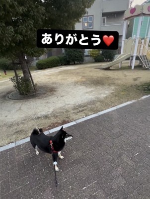 公園の前でたたずむ犬
