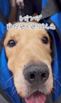 癌と戦っていたレオンくん