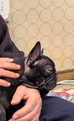 アップのぶーちゃん