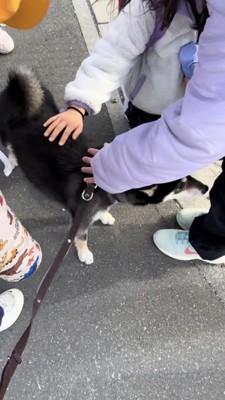 子供たちに囲まれ背中を撫でられる黒柴