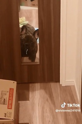 シーツの切れ端を咥えるヴィヴィちゃん