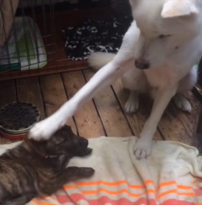 リキくんとすずちゃん5