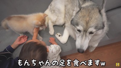 もんちゃんの足をガジガジ