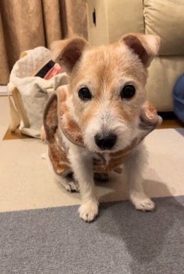 話を聞いているようなミントちゃん