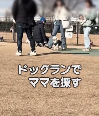 ドッグランでママを探す犬2