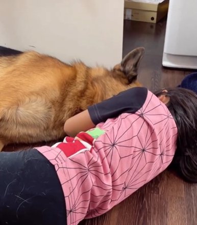 ジャーマンシェパードドッグとくっついて寝転がる女の子