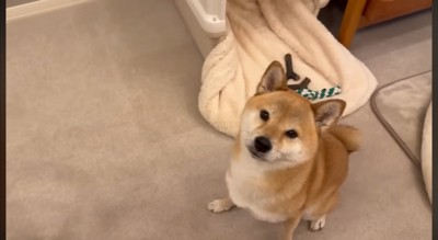飼い主の前でお座りする犬