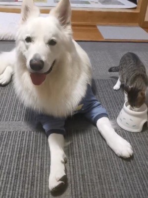 ご飯の見守りも任せて！