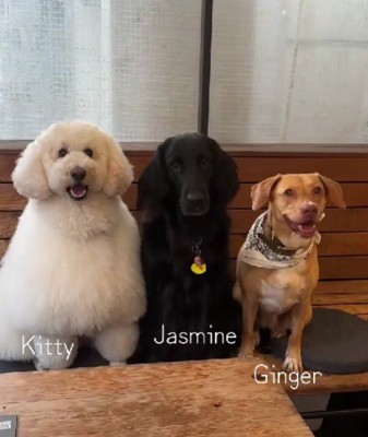看板犬として活躍中！