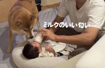 哺乳瓶に鼻を近づける犬