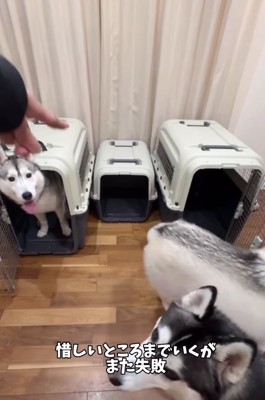 ケージに向かって指をさす手