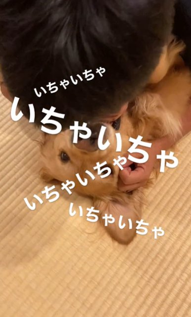 畳に寝転がりながらいちゃつく男性とゴールデンレトリバー