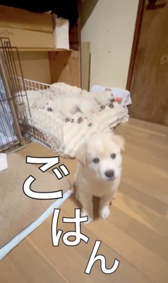 ごはんと言ってみた