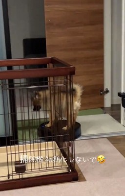 ロボット掃除機に乗るナッツちゃん