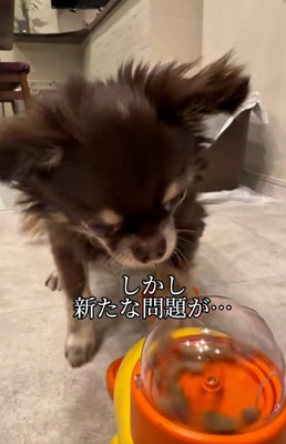 知育玩具を習得したこげまる君