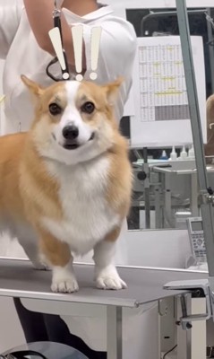 飼い主さんを発見したうにちゃん6