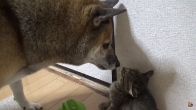 子猫にペロペロするも…