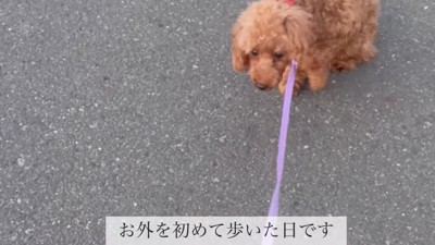 初めて踏み出した一歩
