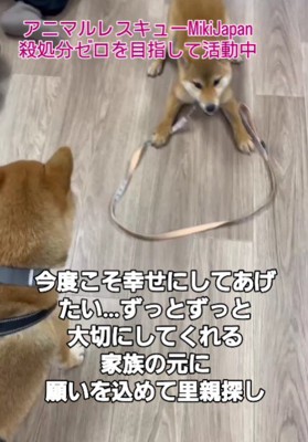 とっても友好的な女の子