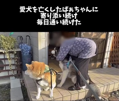 人に寄り添う2匹の犬