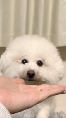 犬の前に手を出す飼い主