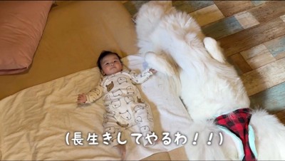 横に並んで昼寝をする犬と赤ちゃん