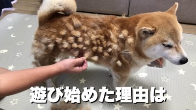 パパが遊び始めちゃった!