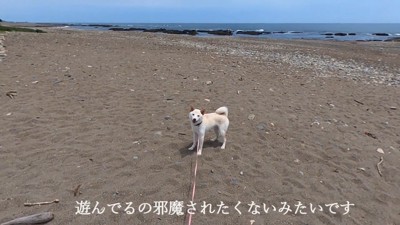 「今遊んでるところだから止めないでっ」