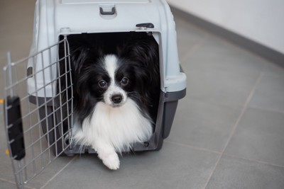 クレートに入る小型犬