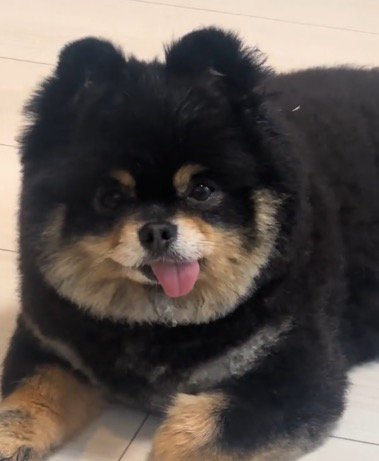 舌を出して飼い主を見つめる犬
