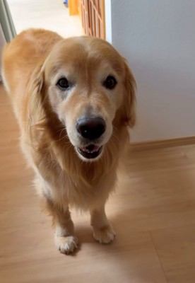 こちらを見つめる犬