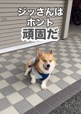 頑固なジノくん