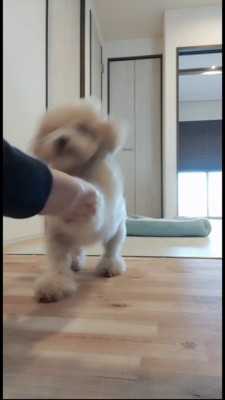 着地と同時にお手をするトイプー