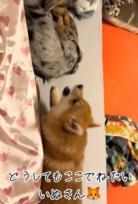チロルちゃんは必死に抗議！