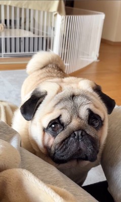 構ってほしそうなロイドくん2