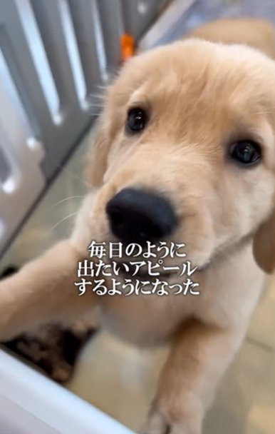 ケージから外に出たがるゴールデンレトリバー子犬