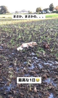 田んぼで遊ぶむぎちゃん&マロンちゃん2