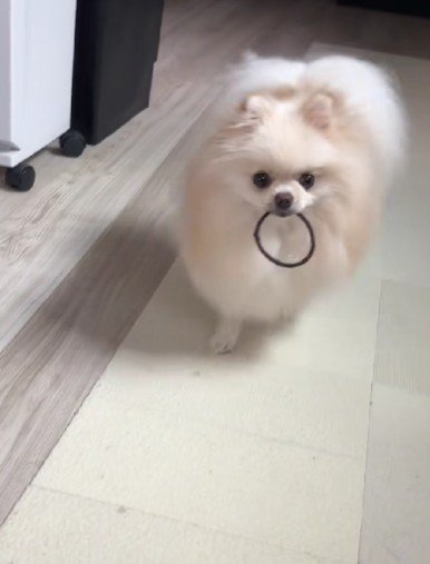 髪ゴムを咥えてる!!