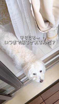 窓際で飼い主を見つめる犬