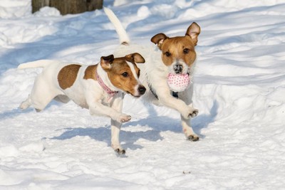 雪の上を走る犬2匹