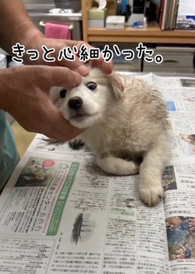 頭を撫でられる泥まみれの子犬