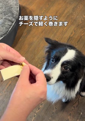 チーズに包んで与える