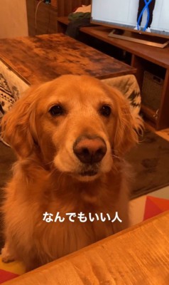 質問にお返事するこたつ君9