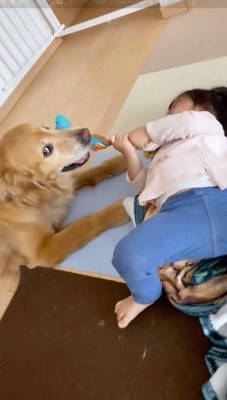 飼い主に視線をやる犬