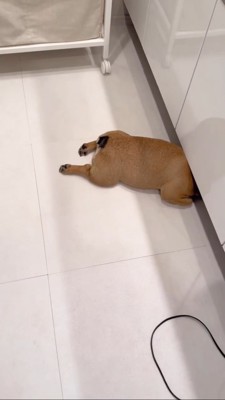 頭を洗面台の下に隠して寝る犬3