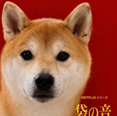 柴犬