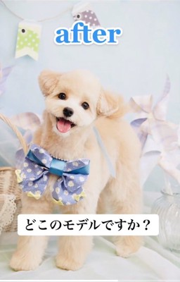 トリミング後のぽてとちゃん1