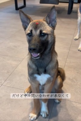 お座りする子犬